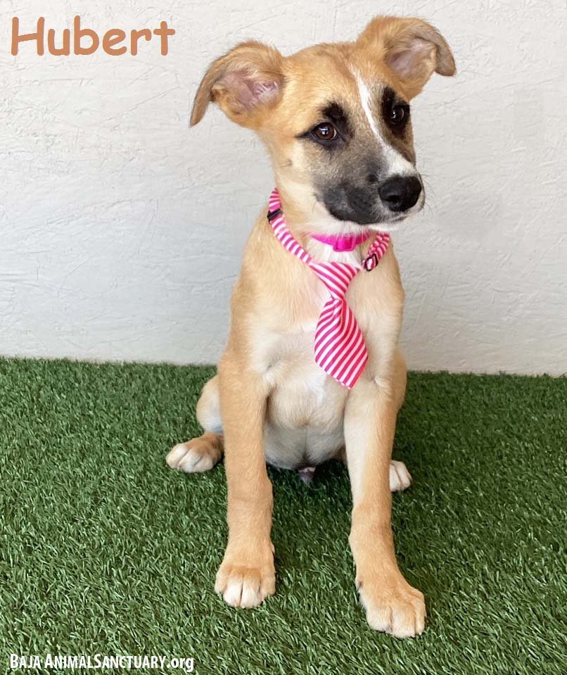 adoptable Dog in San Diego, CA named Hubert