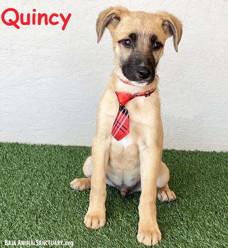 adoptable Dog in San Diego, CA named Quincy