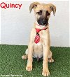 adoptable Dog in  named Quincy