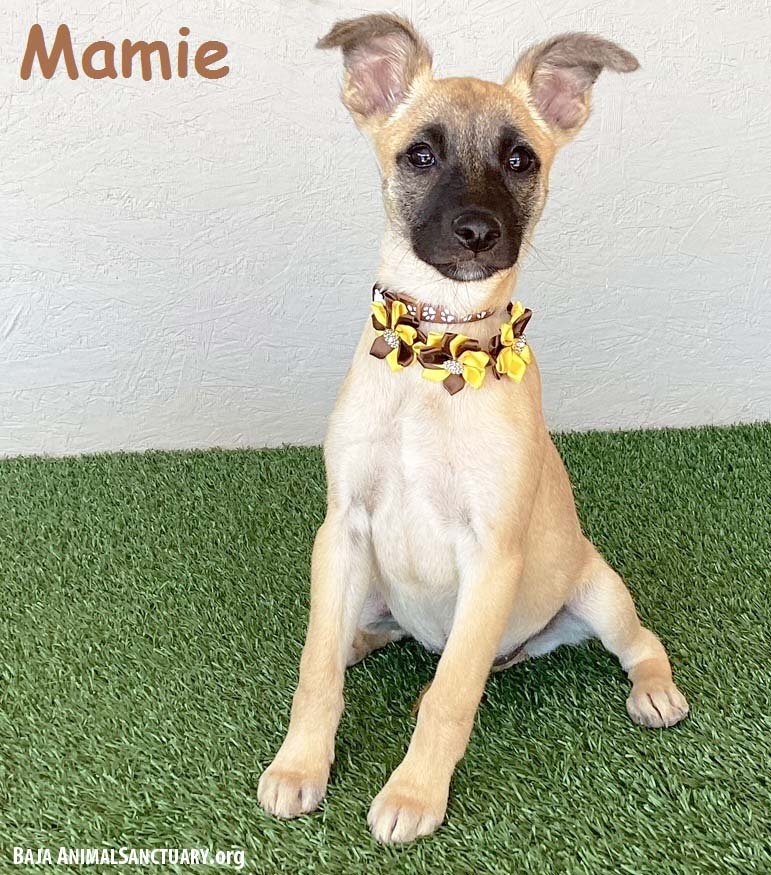adoptable Dog in San Diego, CA named Mamie