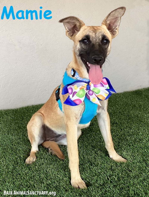 MAMIE - Black Mouth Cur / Shepherd available for adoption