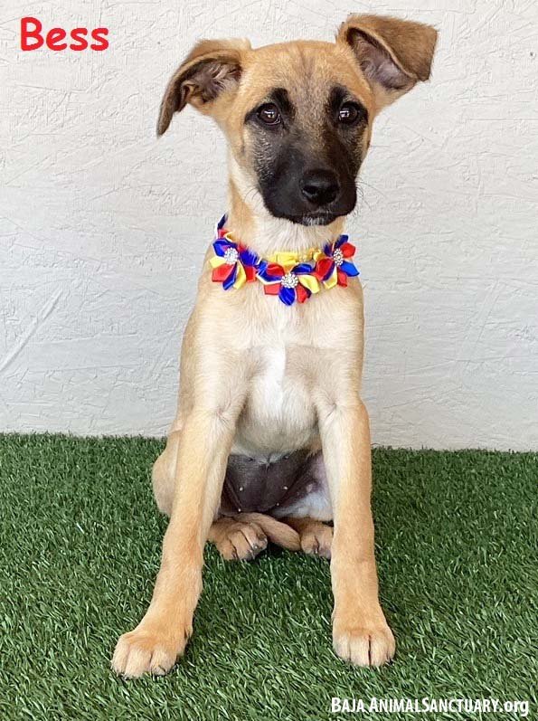 adoptable Dog in San Diego, CA named Bess