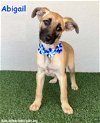 adoptable Dog in san diego, CA named Abigail