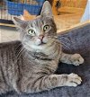 adoptable Cat in vista, CA named Ollie
