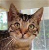 adoptable Cat in vista, CA named Junior