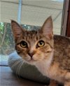 adoptable Cat in vista, CA named Maple