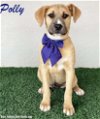 adoptable Dog in  named Polly