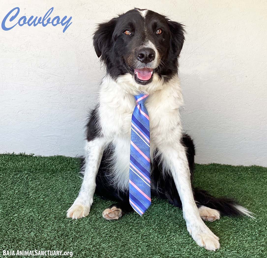 adoptable Dog in San Diego, CA named Cowboy