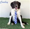 adoptable Dog in  named Cowboy