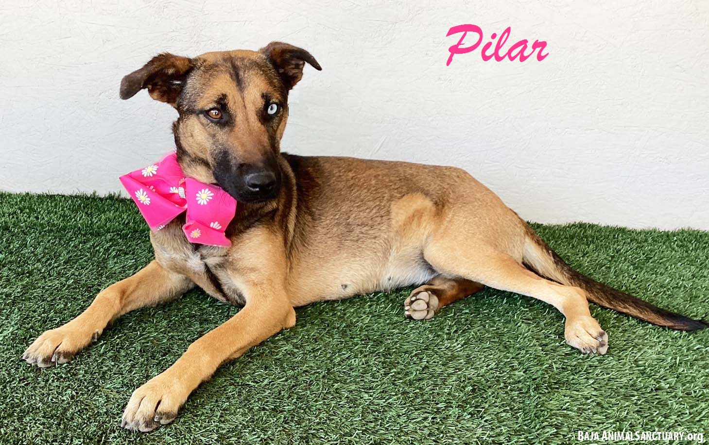 adoptable Dog in San Diego, CA named Pilar