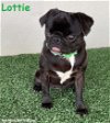 adoptable Dog in  named Lottie