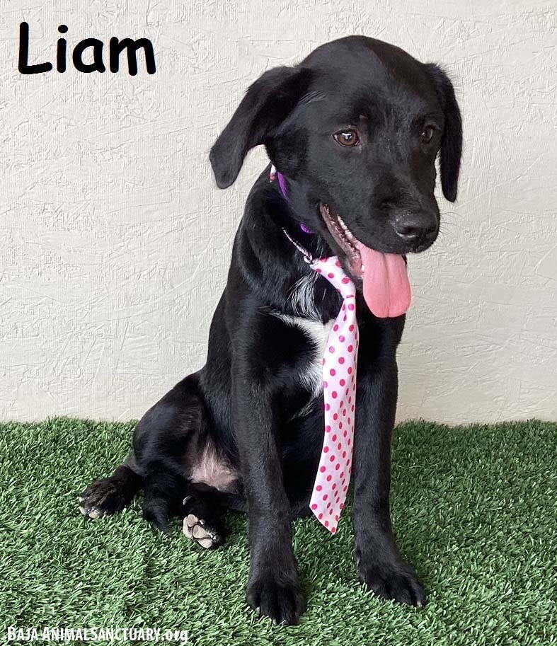 adoptable Dog in San Diego, CA named Liam