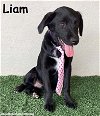 adoptable Dog in  named Liam