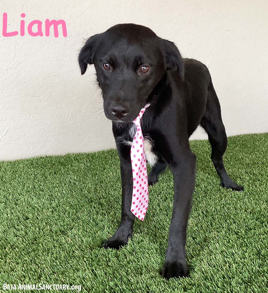 adoptable Dog in San Diego, CA named Liam