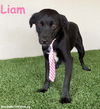 adoptable Dog in  named Liam