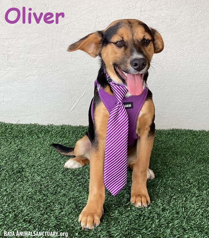 adoptable Dog in San Diego, CA named Oliver