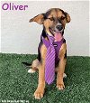adoptable Dog in  named Oliver