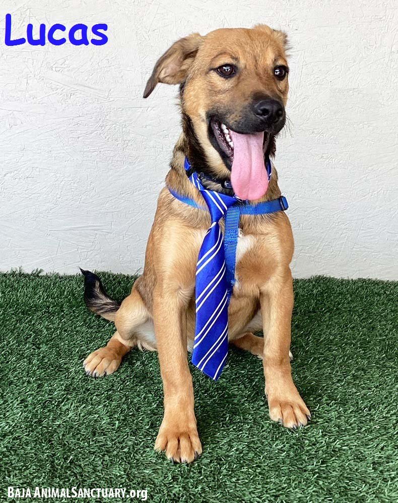 adoptable Dog in San Diego, CA named Lucas