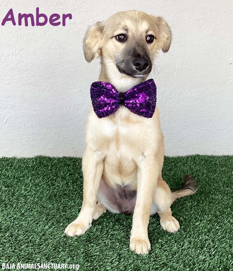 adoptable Dog in San Diego, CA named Amber