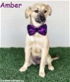 adoptable Dog in  named Amber