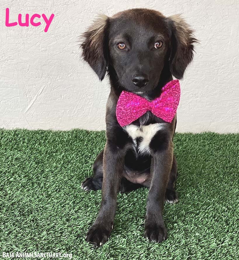 adoptable Dog in San Diego, CA named Lucy