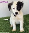 adoptable Dog in  named Althea