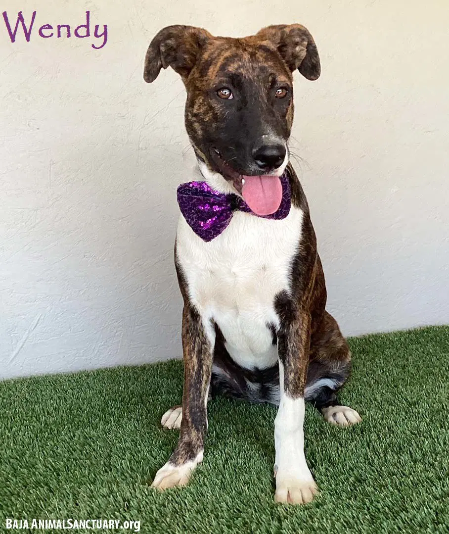 Wendy - Dutch Shepherd