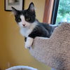 adoptable Cat in  named Minnie