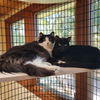 adoptable Cat in Vista, CA named Pearl