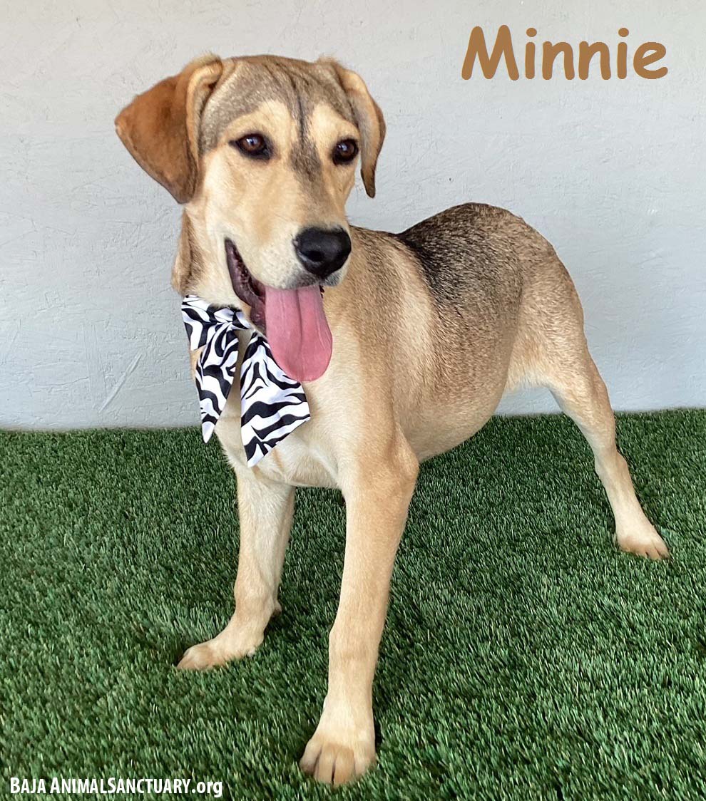 adoptable Dog in San Diego, CA named Minnie