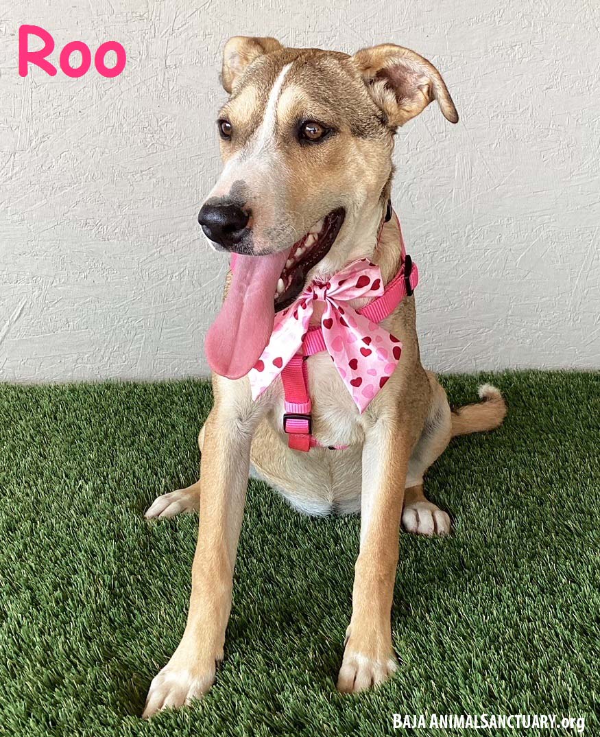 adoptable Dog in San Diego, CA named Roo