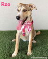 adoptable Dog in  named Roo