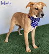 adoptable Dog in  named Marla