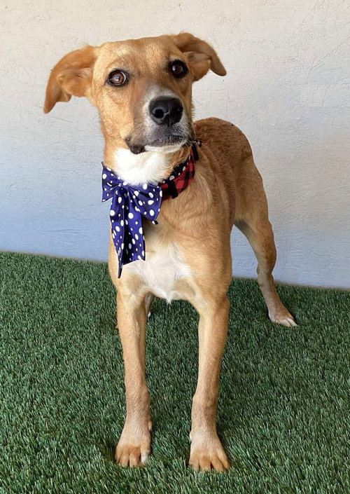 MARLA - Labrador Retriever / Boxer available for adoption