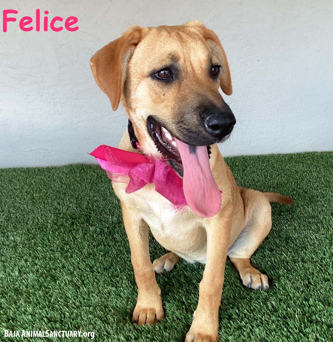 adoptable Dog in San Diego, CA named Felice