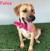 adoptable Dog in  named Felice