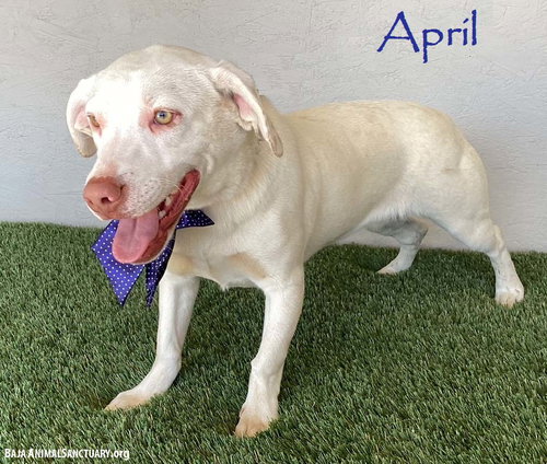 APRIL - Pit Bull Terrier / Labrador Retriever available for adoption