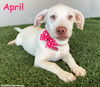 adoptable Dog in San Diego, CA named April