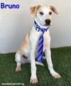 adoptable Dog in San Diego, CA named Bruno