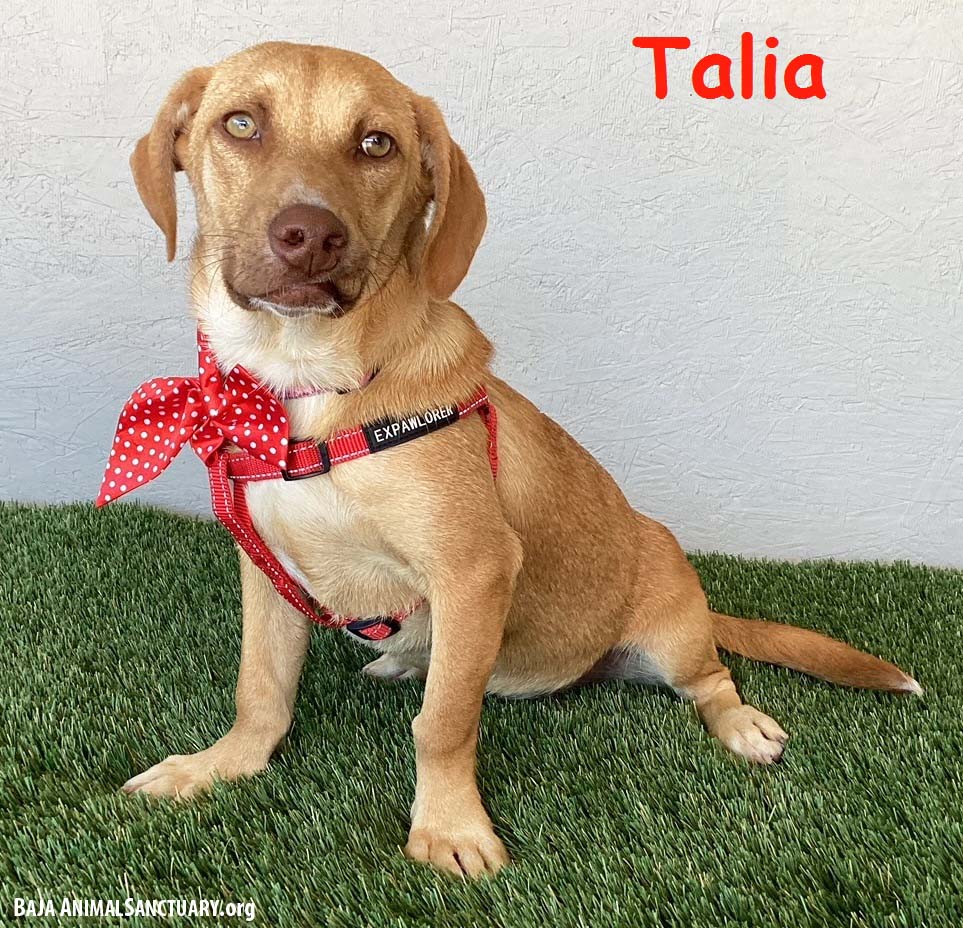 adoptable Dog in San Diego, CA named Talia