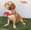 adoptable Dog in  named Talia