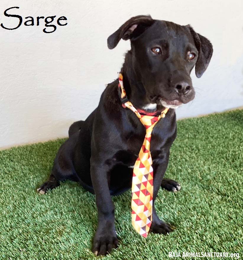 adoptable Dog in San Diego, CA named Sarge