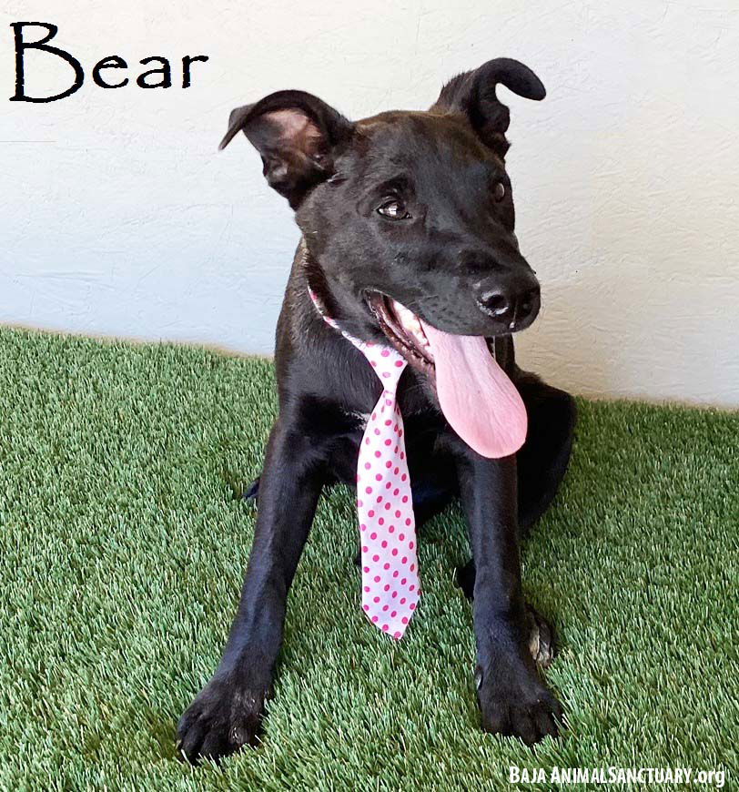 adoptable Dog in San Diego, CA named Bear