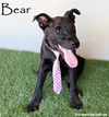 adoptable Dog in  named Bear