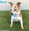 adoptable Dog in San Diego, CA named Missy