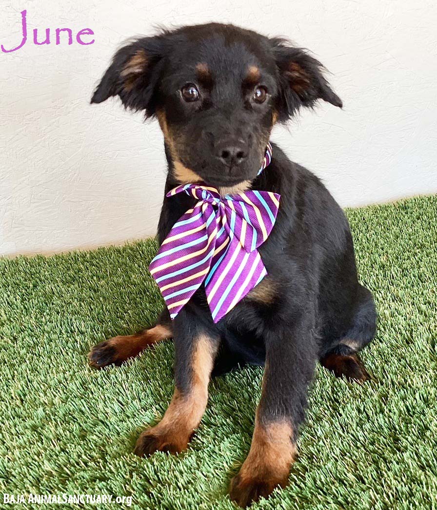 adoptable Dog in San Diego, CA named June