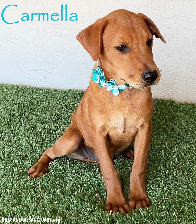 adoptable Dog in San Diego, CA named Carmella