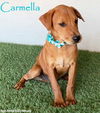 adoptable Dog in  named Carmella