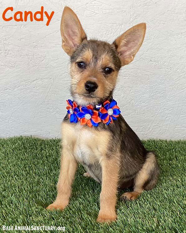 adoptable Dog in San Diego, CA named Candy