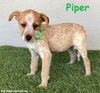 adoptable Dog in San Diego, CA named Piper